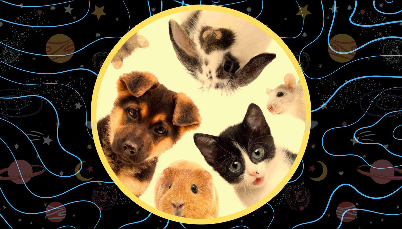 Paw Tribe